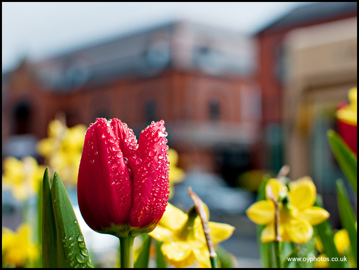 Tulip